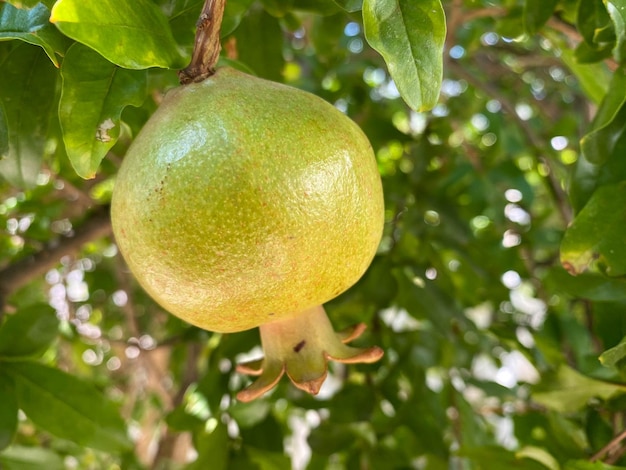 Kijk op de boomtop van groene onrijpe granaatappel op plantage