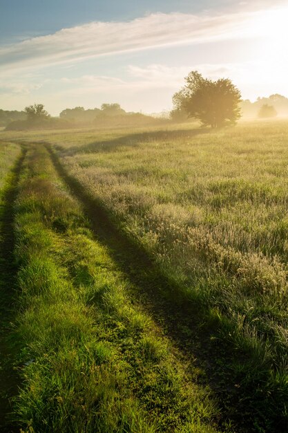 Kijkend naar de dageraad en de weg in de verte Groen gras mist en dauw