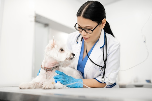 Kijkend naar de hond. Professionele vrouwelijke dierenarts die handschoenen draagt die leuke hond met vitamine-infusie bekijken