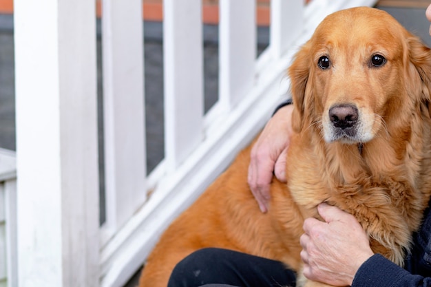 Kijkt recht in de camera. Triest hond van het RAS golden retriever, gepensioneerde m / v knuffels zijn huisdier labrador. Kopieer de ruimte