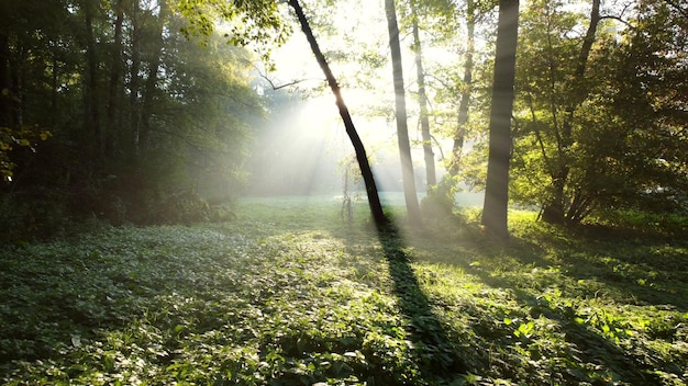 Kijkzon schijnt fel door groene takken bomen in bos op zomerochtend prachtig natuurlijk