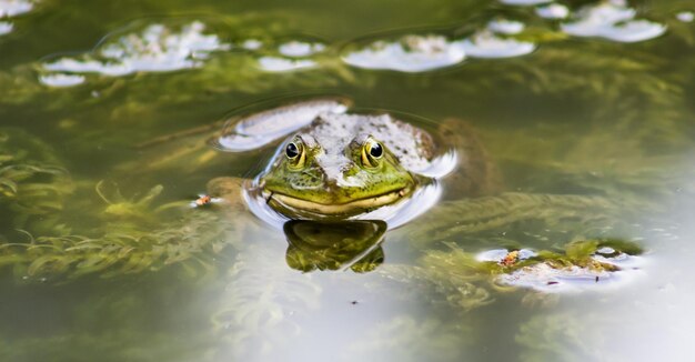 Kikker die zijn kop in het water steekt