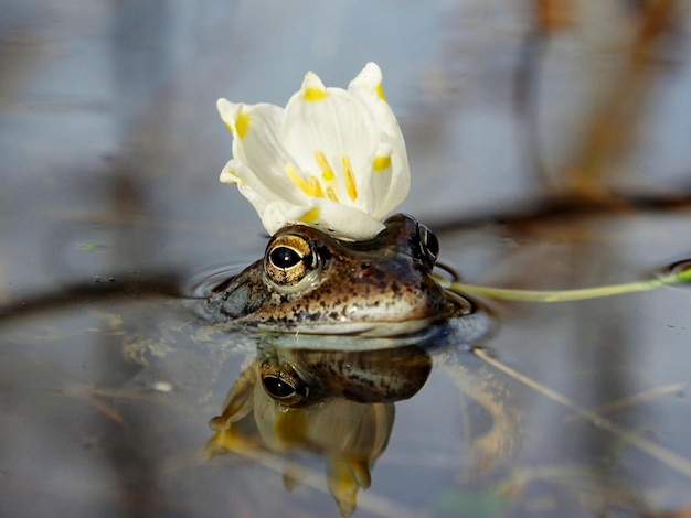 Kikker in het water dichtbij een witte bloemclose-up