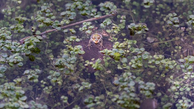 Kikker in het water van het moeras kijkend naar de camera