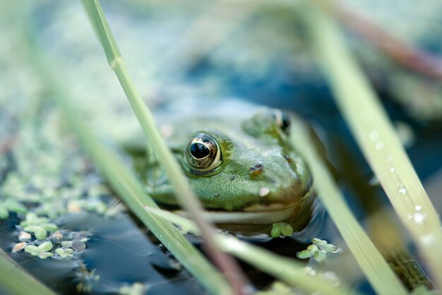 Kikker kijkt uit het wateroppervlak van een gedekte vijver