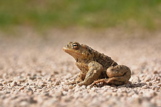 kikker op de grond