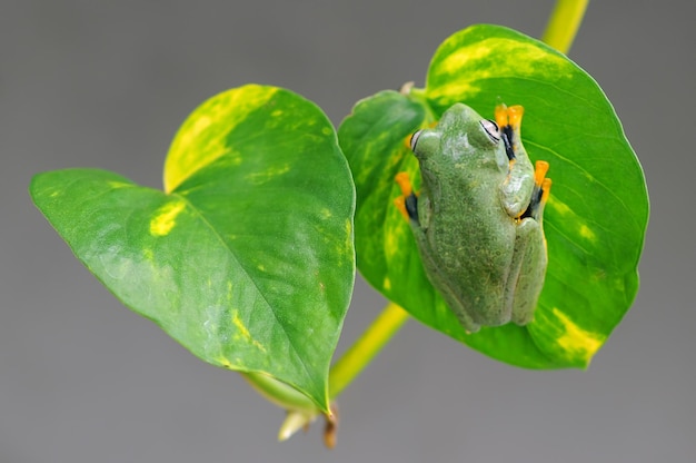 kikker op een blad boomkikker vliegende kikker kikker op een blad boomkikker vliegende kikker