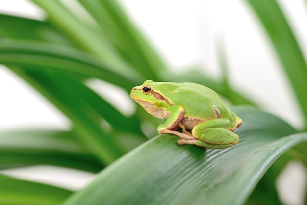 Kikker zittend op een blad