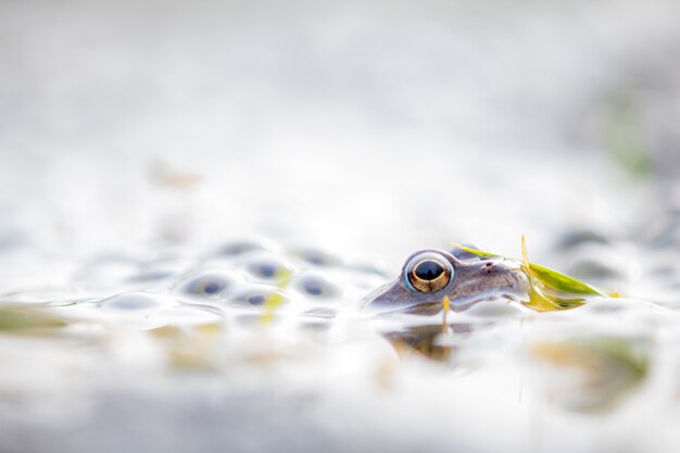 Foto kikkereieren in vijver, bufo bufo, europese kikker