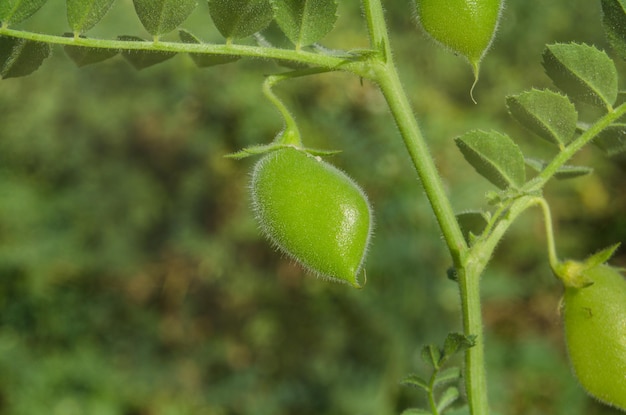 Kikkererwten groen op plant Groene kikkererwten veld Cicer arietinum groene peulen