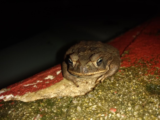 Foto kikkers bij een zwembad