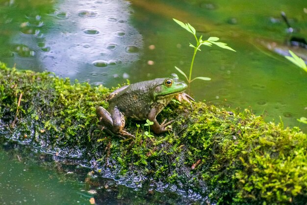 Foto kikkers in hout