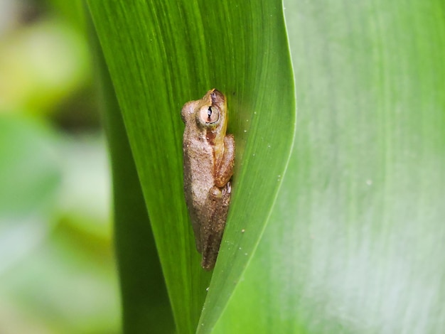 Kikkers op blad