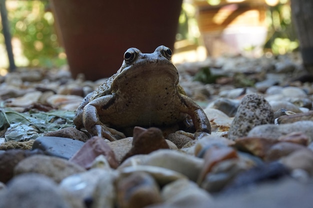 Foto kikkers op stenen