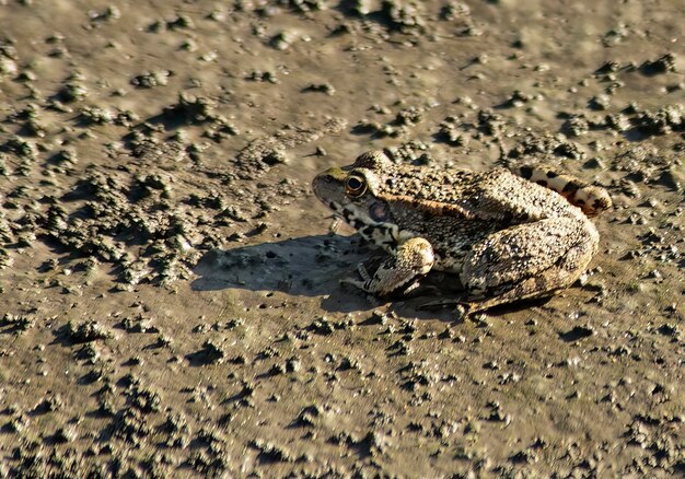 Foto kikkers, rustend op een blad, in het water, op modderige grond