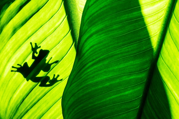 Kikkerschaduw op natuurlijke groene bladachtergrond, tropische gebladertetextuur.