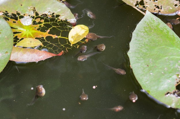 Kikkervisjes in het water