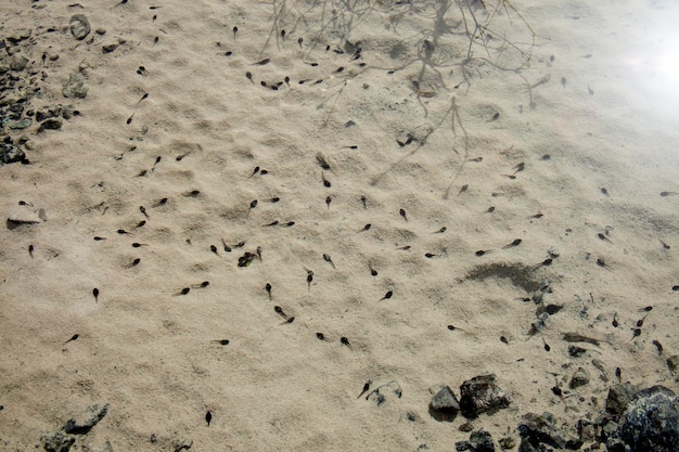 Kikkervisjes in het zoete water