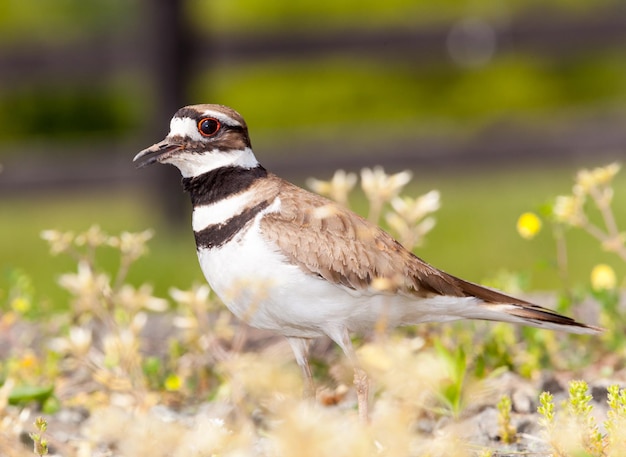 Killdeer bird defending its nest