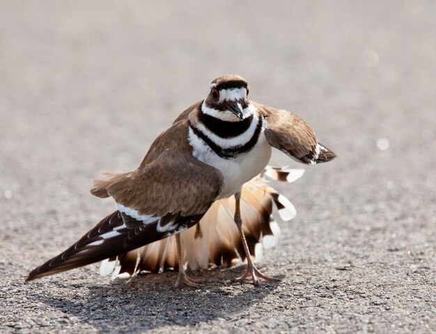 Killdeer bird warding off danger