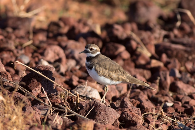 Killdeer in rotsen