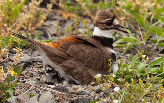 Killdeer vogel zittend op nest met jongen