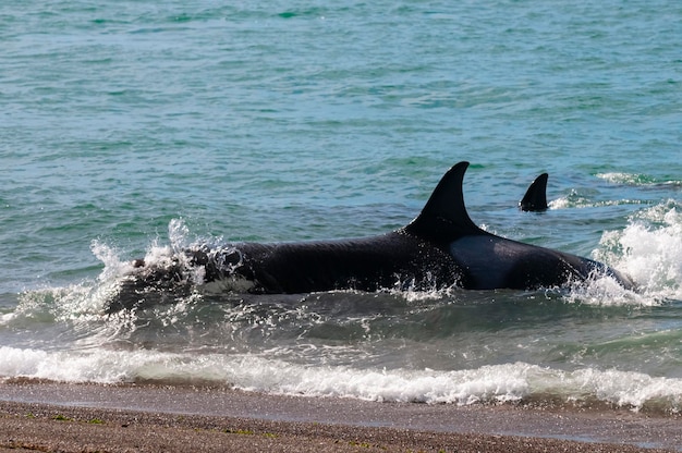 파라고니아 해안 파타고니아 아르헨티나에서 범고래 사냥 바다 사자