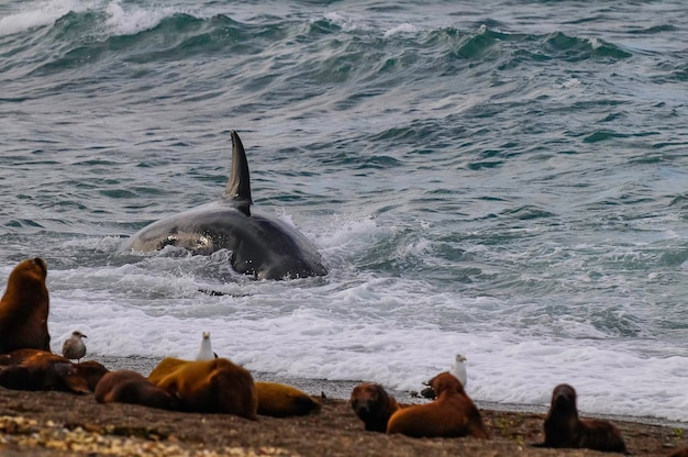 Killer whale hunting sea lionsPeninsula Valdes Patagonia Argentina