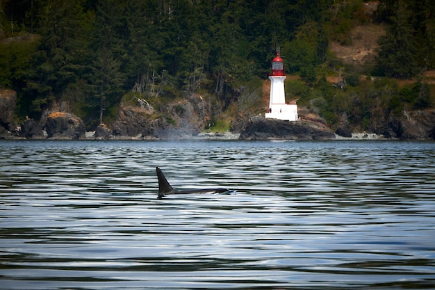 Photo killer whale next to a lighthouse in canada