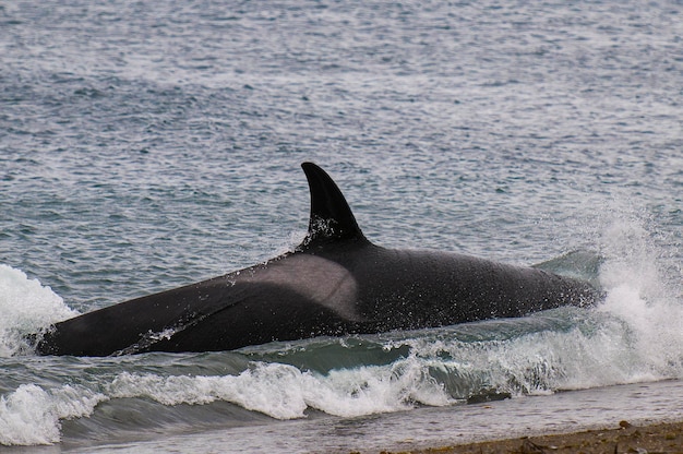 Killer Whale Orca hunting a sea lion pup Peninsula Valdes Patagonia Argentina