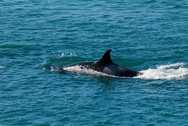 Killer Whale Orca hunting a sea lion pup Peninsula Valdes Patagonia Argentina