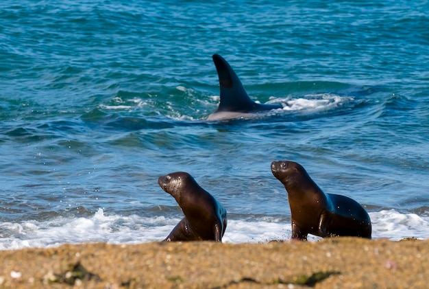 Killer Whale Orca hunting a sea lion pup Peninsula Valdes Patagonia Argentina