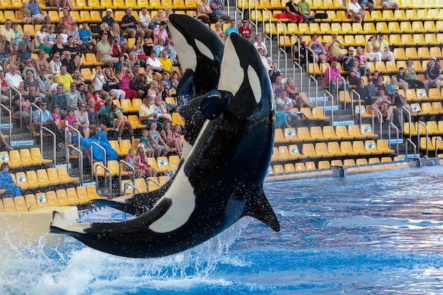 Killer Whale Show