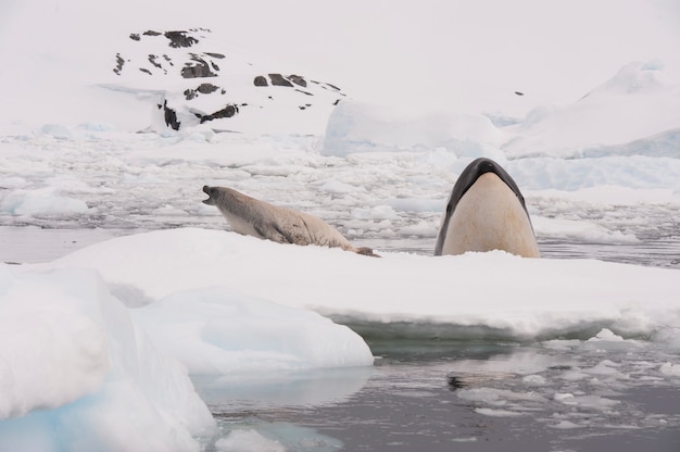 Photo killer whale spy hanting