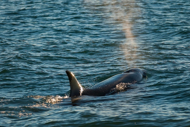 아르헨티나 파타고니아 표면의 범고래