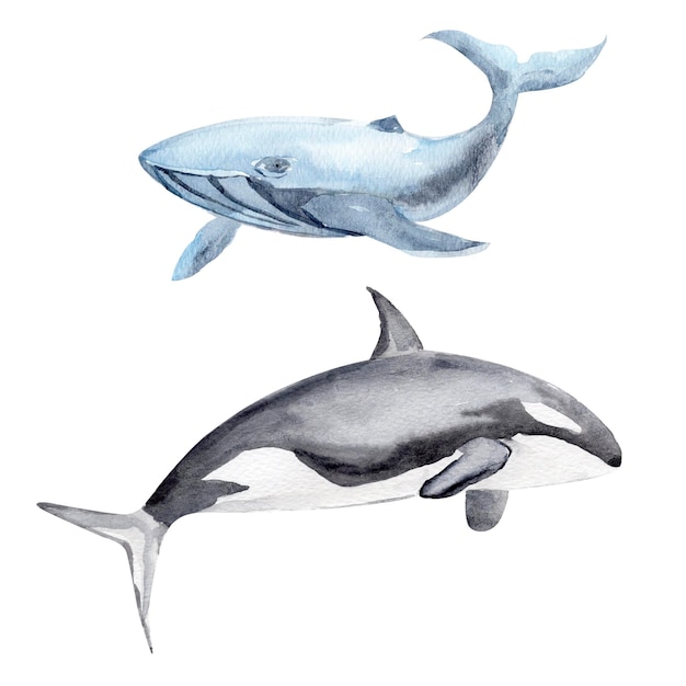 Set di orche assassine e balene