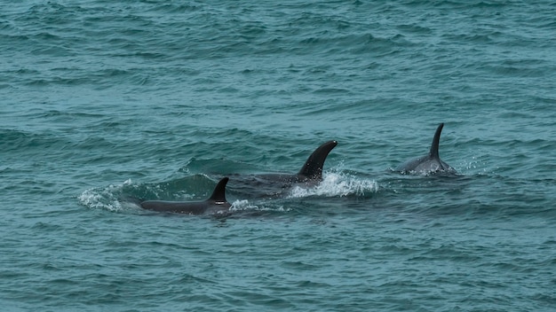 Killer Whales patrolling the Patagonian coastPuerto Madryn Patagonia Argentina