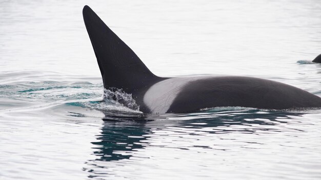 Foto killerwalvis zwemt in de zee bij ijsland