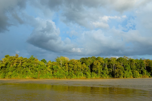 Kinabatangan rivier, Maleisië, regenwoud van het eiland Borneo