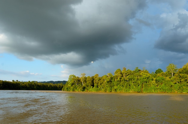 Kinabatangan rivier, Maleisië, regenwoud van het eiland Borneo