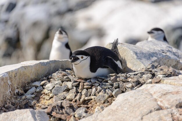 Kinbandpinguïn die op de rots in antarctica leggen