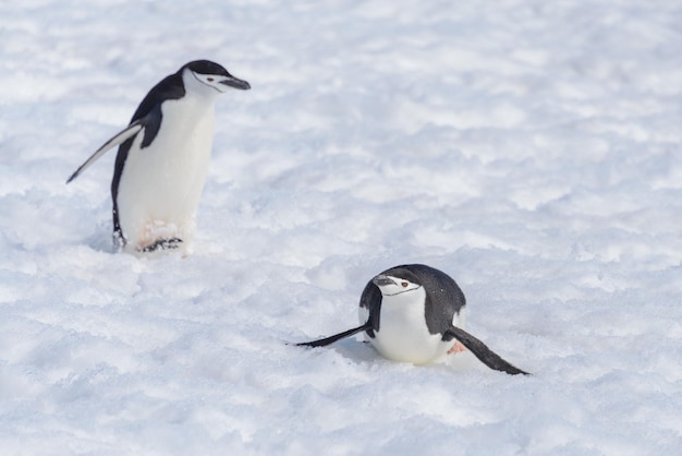 Kinbandpinguïn die op sneeuw kruipt