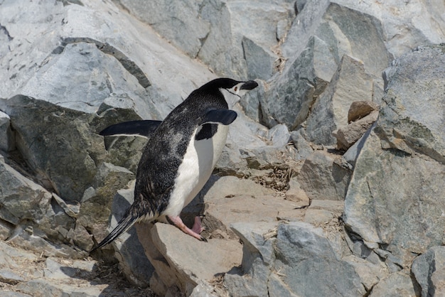 Kinbandpinguïn klimmen op rots in antarctica