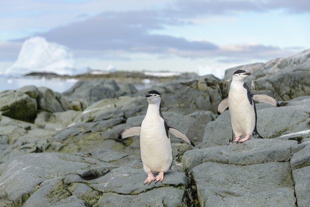 Kinbandpinguïn op de sneeuw in Antarctica