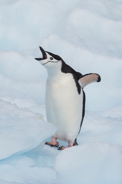 Kinbandpinguïn op het ijs