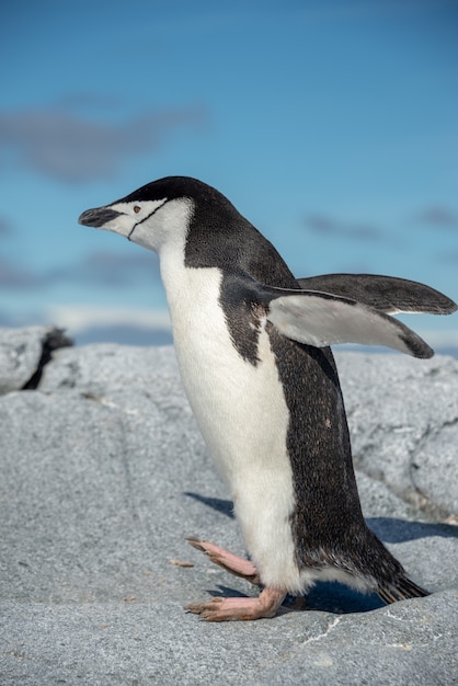 Kinbandpinguïn op het strand in Antarctica