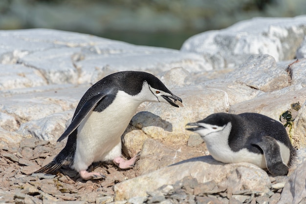 Kinbandpinguïn op het strand in Antarctica