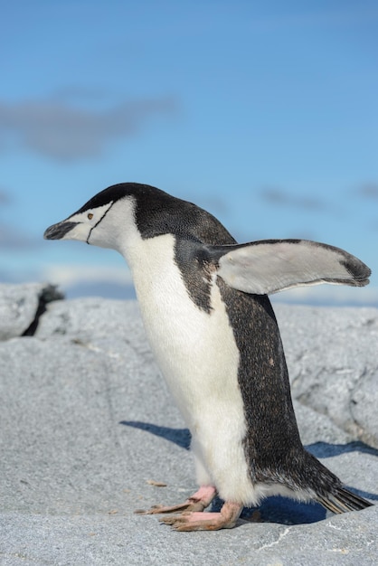 Kinbandpinguïn op het strand in Antarctica