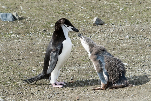 Foto kinbandpinguïn voedert kuiken