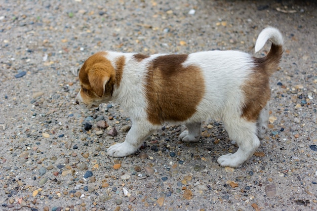 Kind, cute, small, hungry, poor, abandoned, homeless puppy wants to eat and find a master. The concept of protecting stray animals. The interaction of humans and animals.